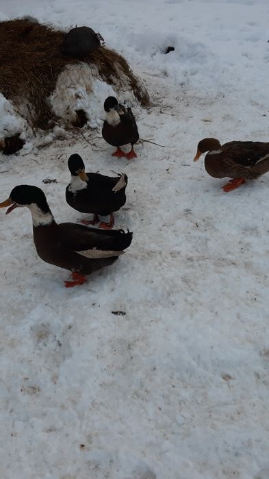 Sprzedam jajka kaczek