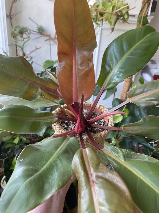 Філодендрон Prince Orange