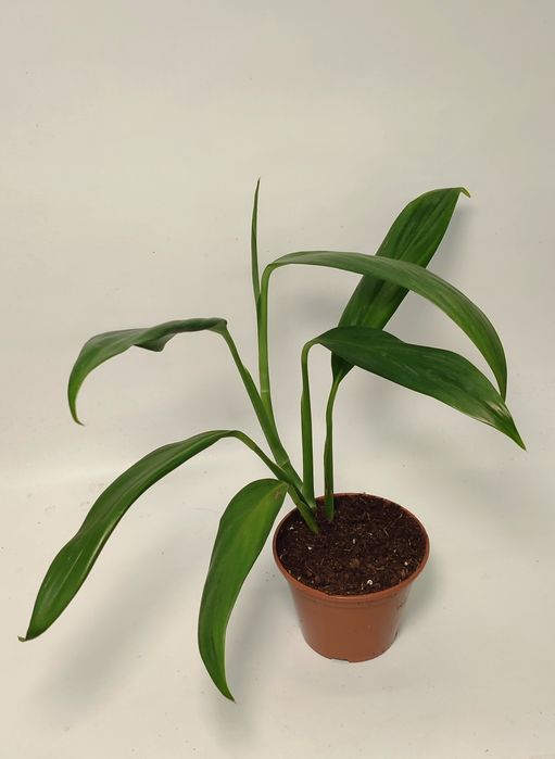 Епіпремнум Амплісімум Сільвер (Amplissimum siver) альба вайт варієгатн