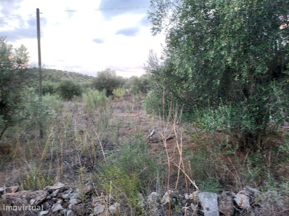 Terreno rústico, com 300 Oliveiras, em Vila Boim