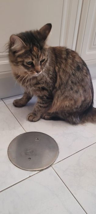 Dou Gatinha meiga