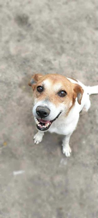 Piękny Łatek czeka na dom