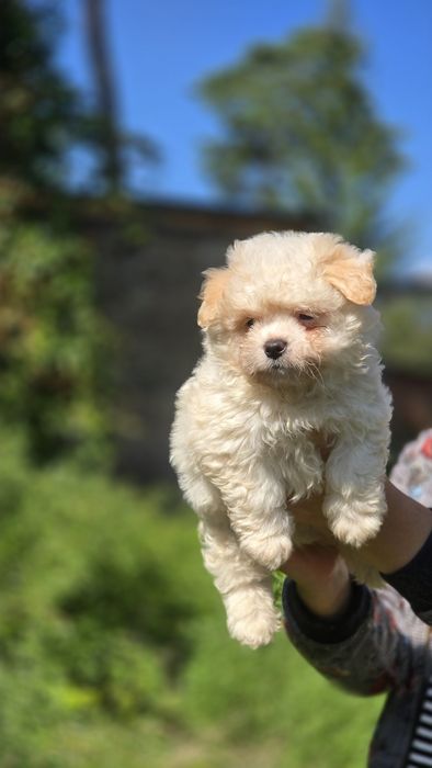 Maltipoo cudowna suczka
