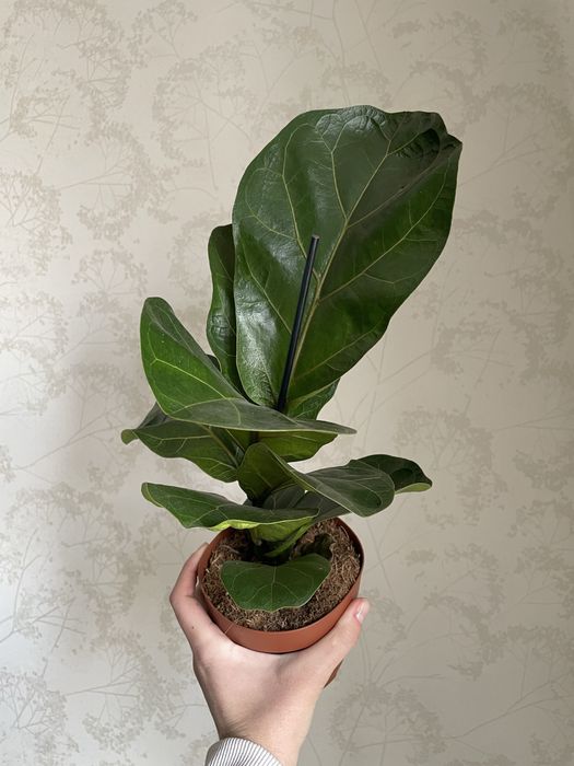 Лірата фікус бамбіно