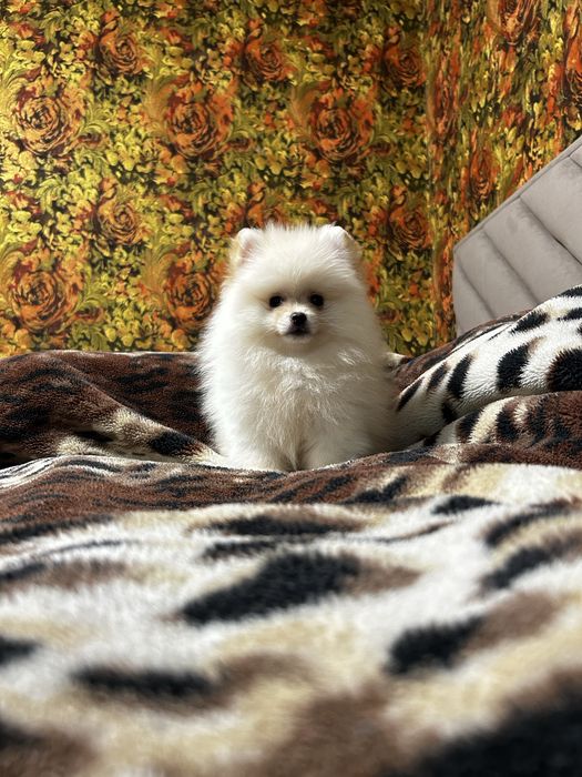 Помиранский шпиц девочка