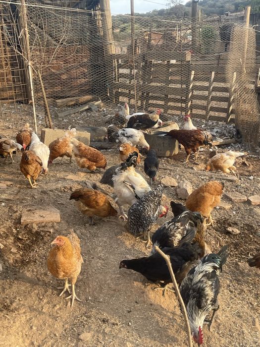 Frangos do Campo