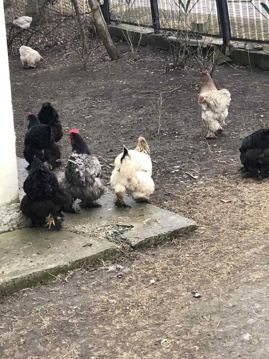 Продам курячі яйця...