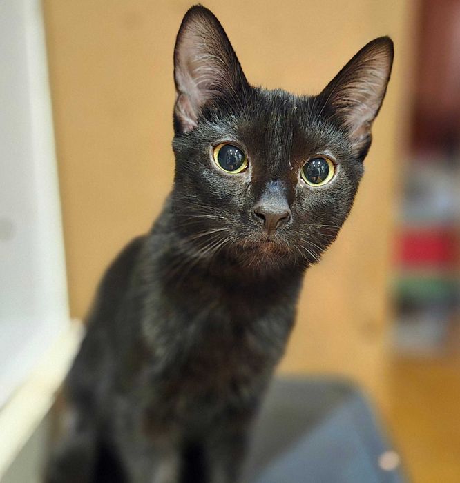 Czarny na szczęście - cudowna Panterka iszuka domku