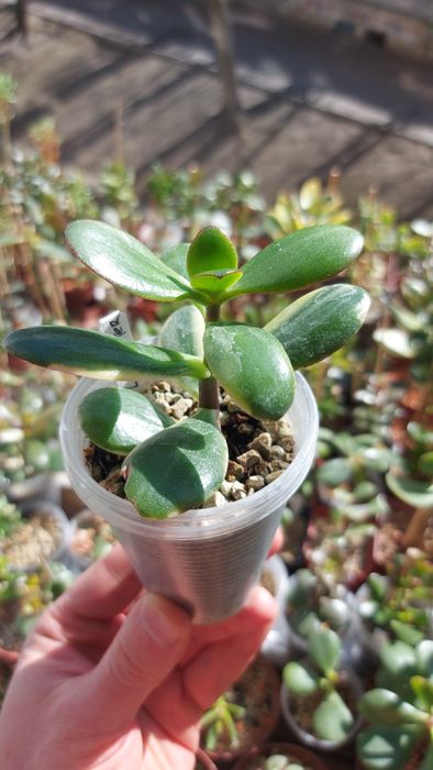 Крассула Ланкастер Crassula Lancaster  USA *rare crassula