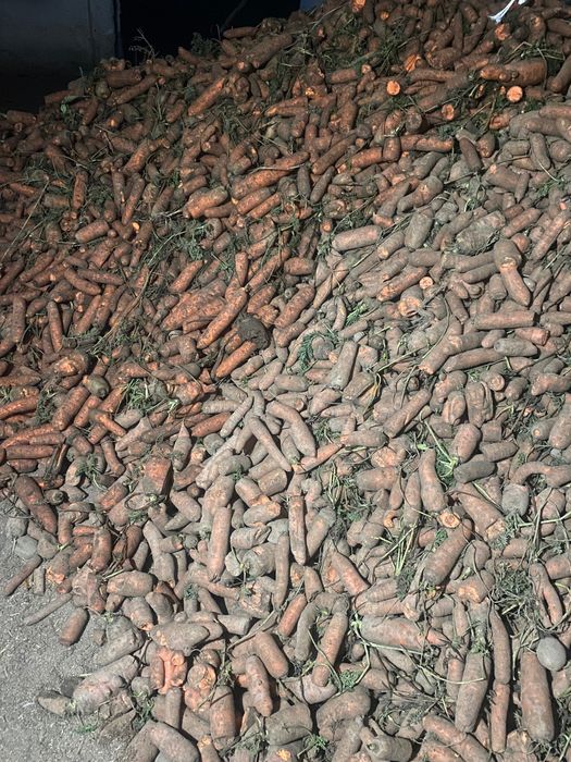 Marchew odsort/odpadowa