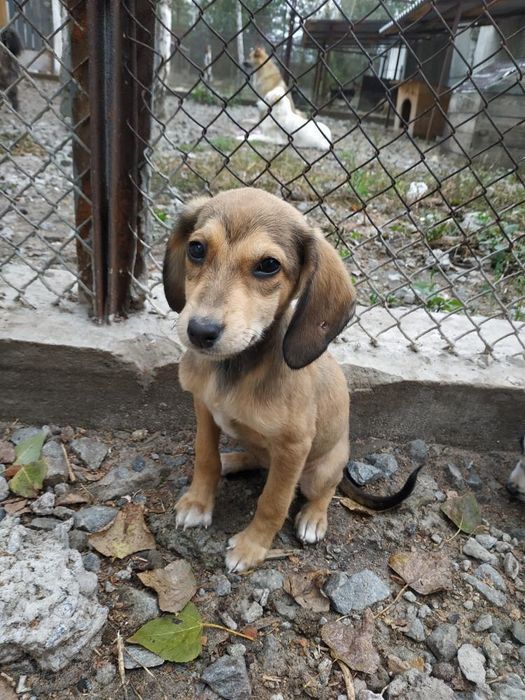 Вакциновані собачки шукають господарів