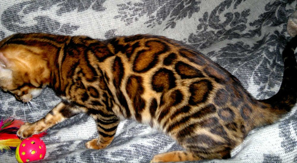 Яскраві бенгальські кошенятка червоне золото BENn24