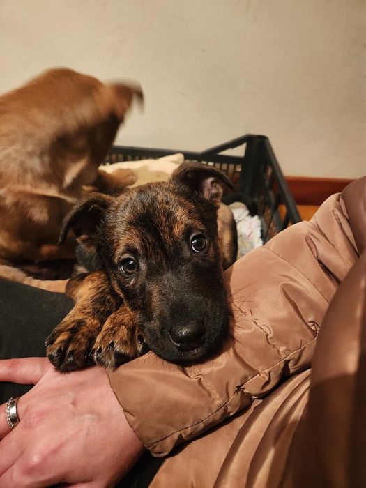 Cachorros bebés para adoção responsável
