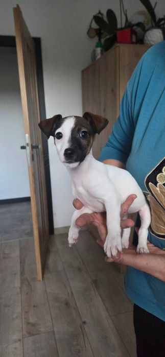 Jack Russell Terrier
