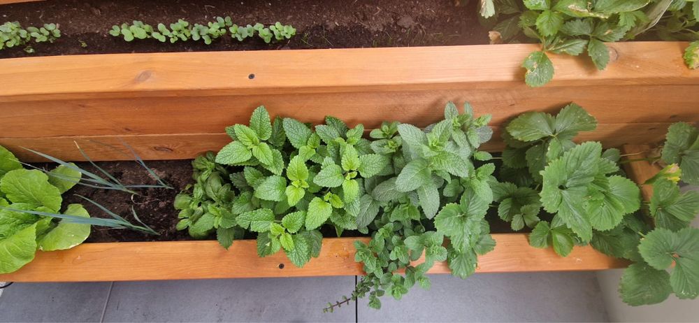 Donica balkonowa, ogrodowa