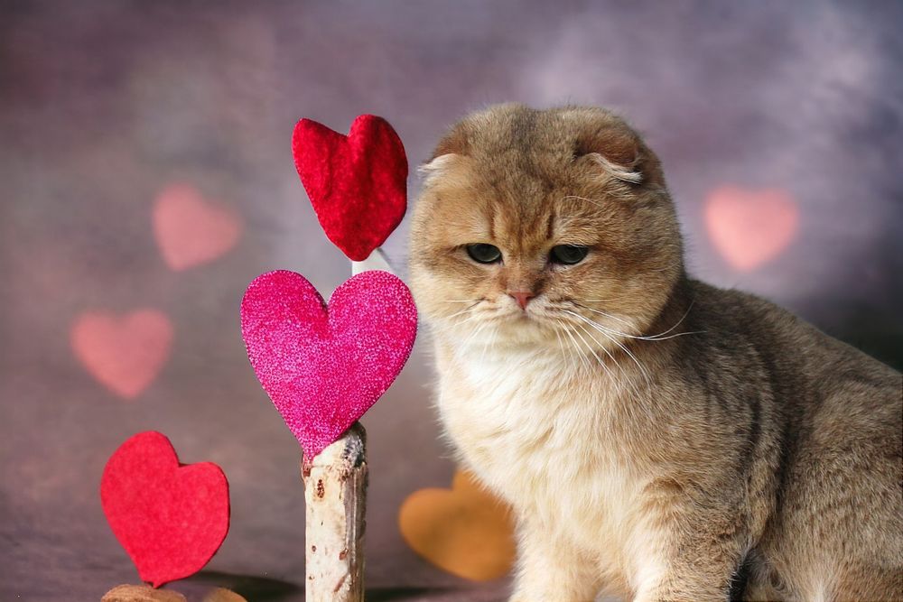 Великолепные котики и кошечки