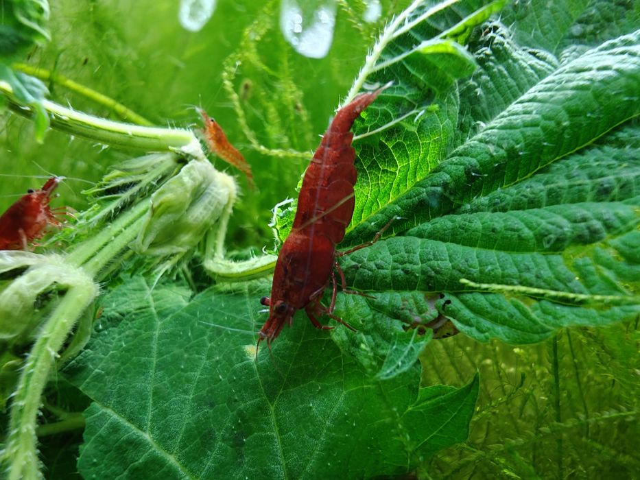 Krewetki Neocaridina Bloody Mary - czerwone