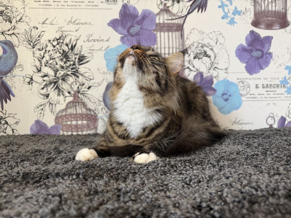 Мейн-кун дівчинка