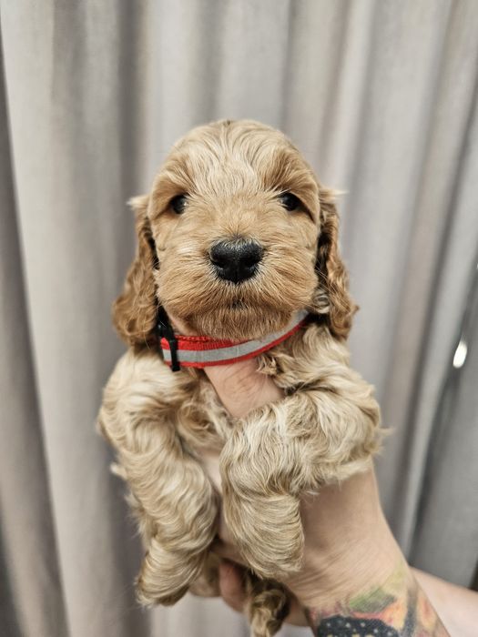 Cockapoo F1 Śliczna suczka -BADANIA