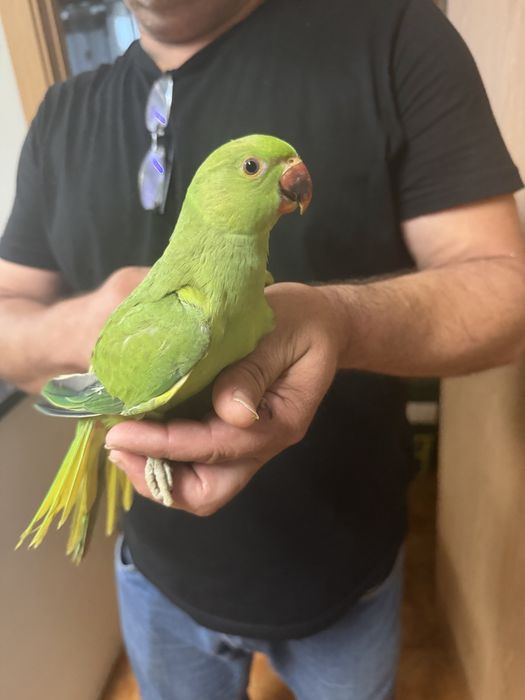 Ring necks criados á mão