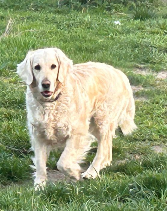 Goldendoodle.sunia .czarna