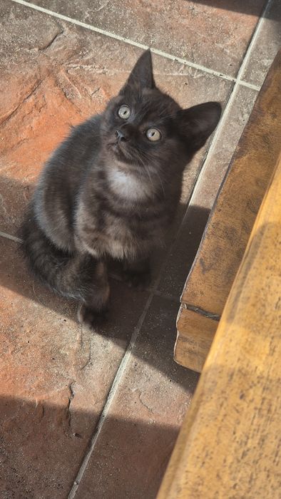 Котинятка,  котик