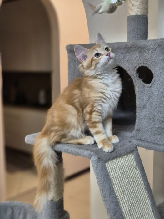 Kocurek Syberyjski OLO rodowód FIFE FPL