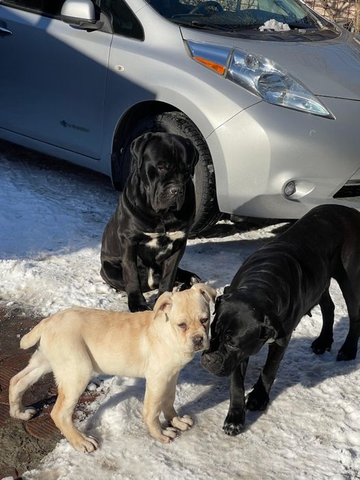 Цуценята Кане Корсо