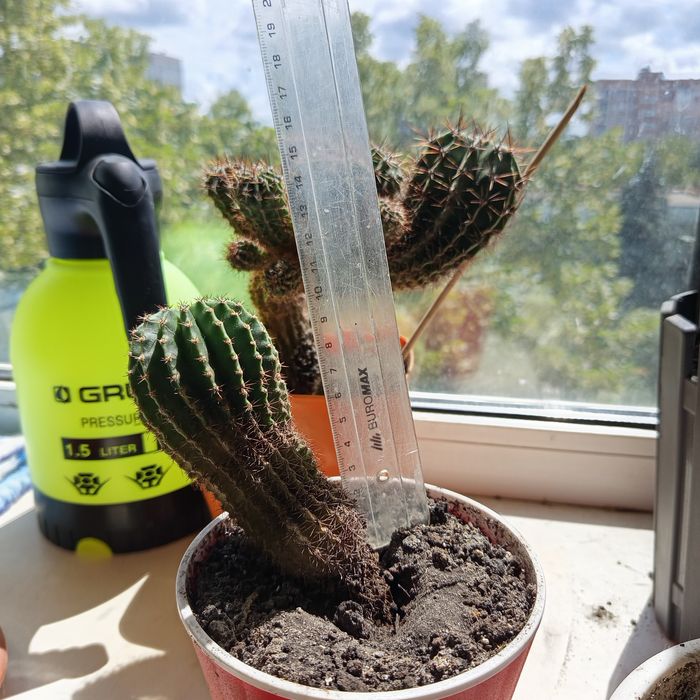 Продам кактуси Ехінопсіс трубкоквітковий (Echinopsis tubiflora).