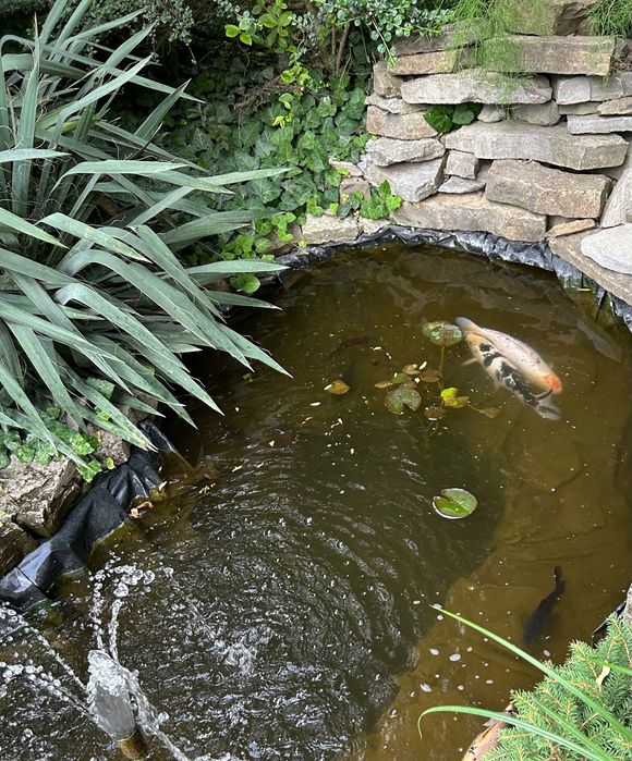 Рибки Кої, карп Кои