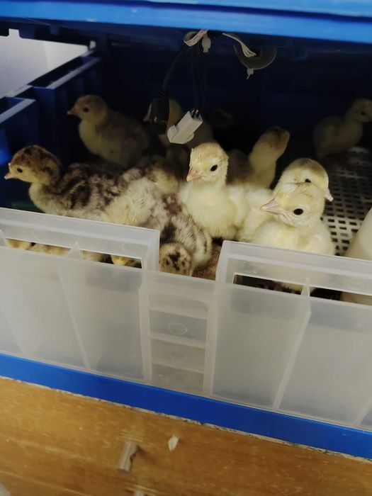 Perus e galinhas de Angola