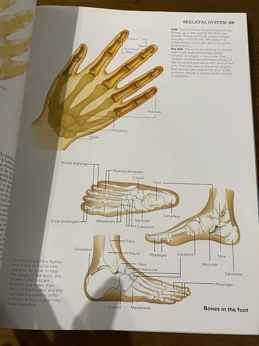 Livro Atlas of Anatomy