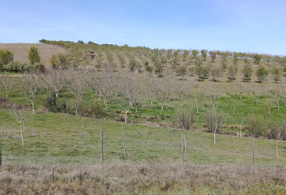 10 Hectares (100.000m2)  Terreno Agrícola Duas Igrejas Miranda do Douro, bem localizado, água e com maquinaria agrícola