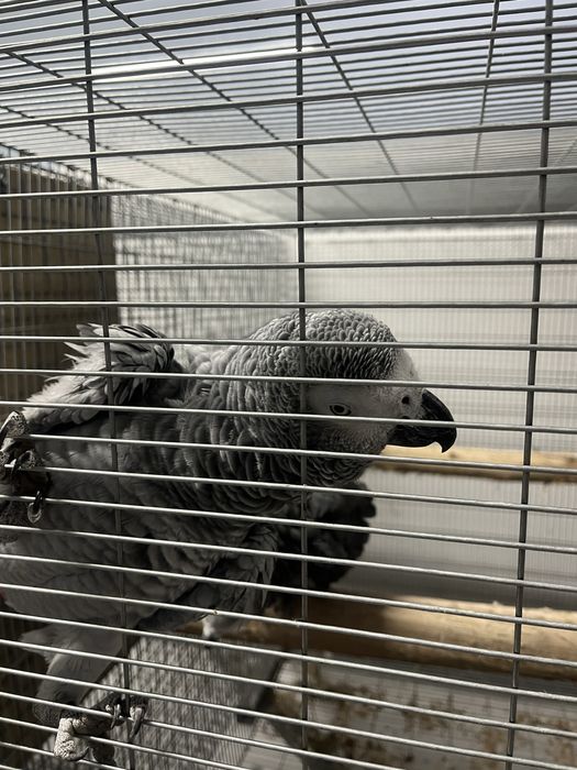 Casal cimzentos adultos