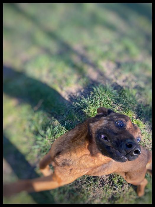 Pies w typie Posokowca Bawarskiego