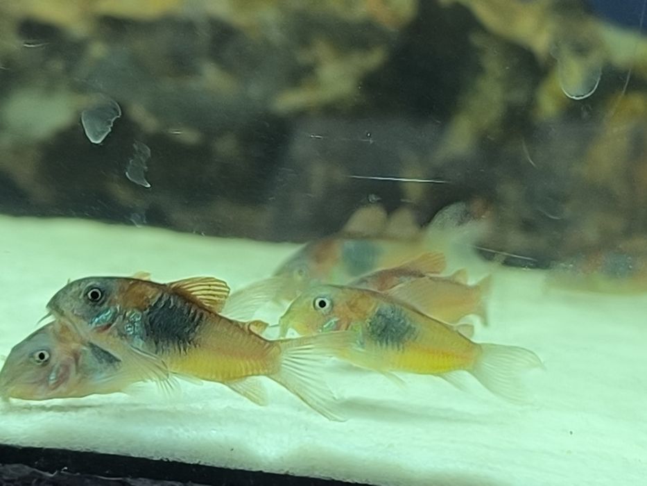 Kirysy Orange Venezuela