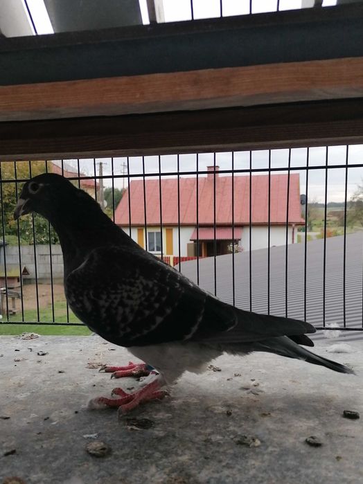 samczyk 2021 r, Janssens/Marciszewski gołębie pocztowe