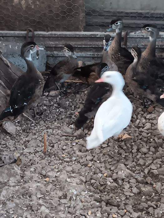 Patos ornamentais 2026
