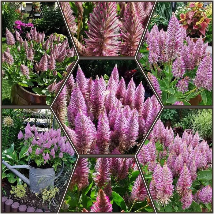 Ptilotus - Różowy ogonek królika 30 nasion