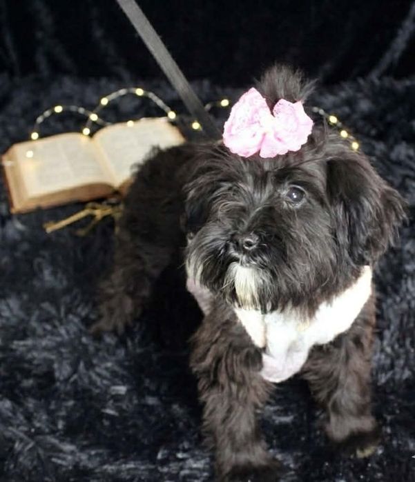 Yorkiepoo miniaturowa suczka xxs