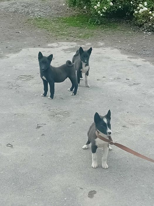 Рускоєвропейські лайки