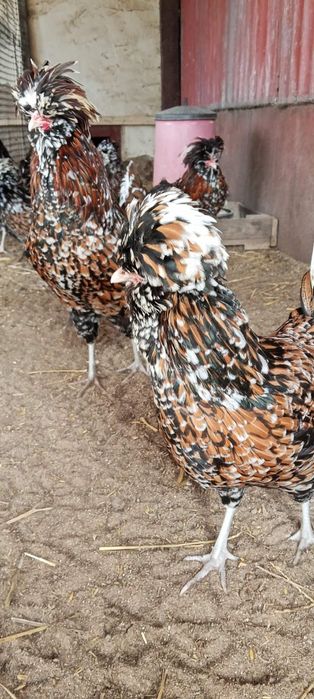 Jajka lęgowe, kur ozdobnych