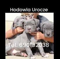 American Staforrd Terier merle gotowy na zmianę domu blu amstaff