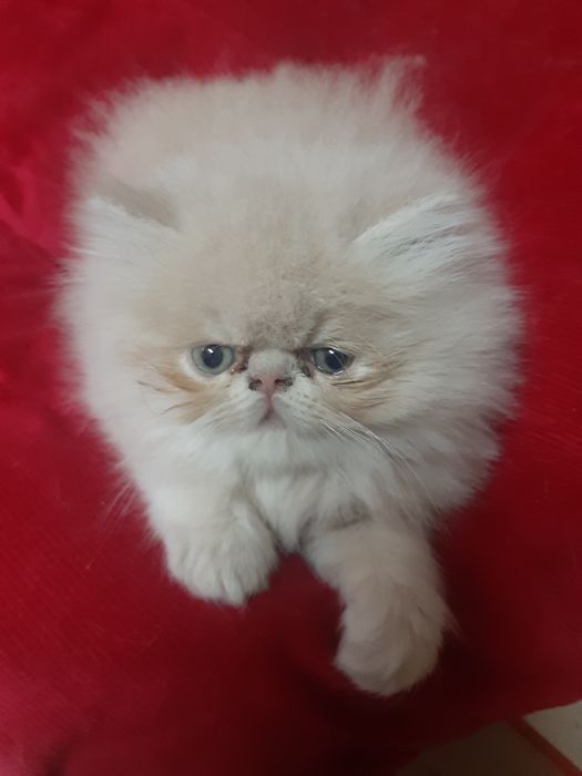 Gato persa creme