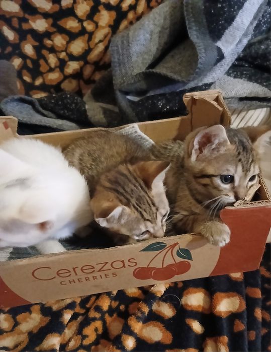 Encontrei no campo 3 lindas gatinhas
