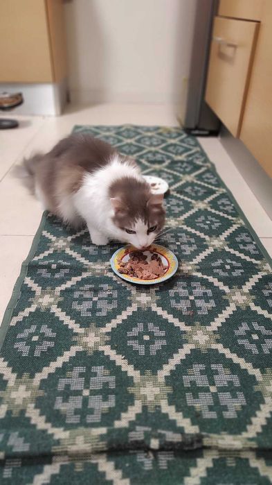 Gatinha jovem e dócil para adopção