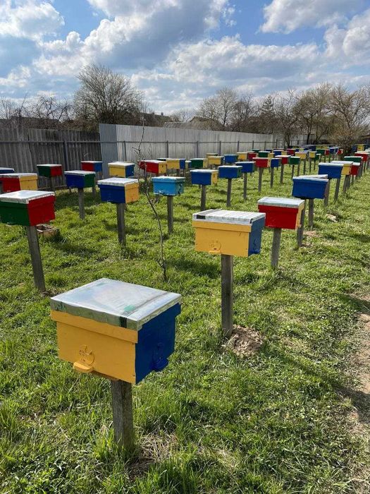 Бджоломатка Карніка Лампрехт ( Lamprecht) австрійський матеріал )