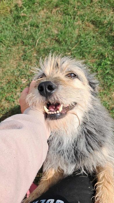 Pokochaj Siwego - nie pozwól umrzeć mu w schronisku