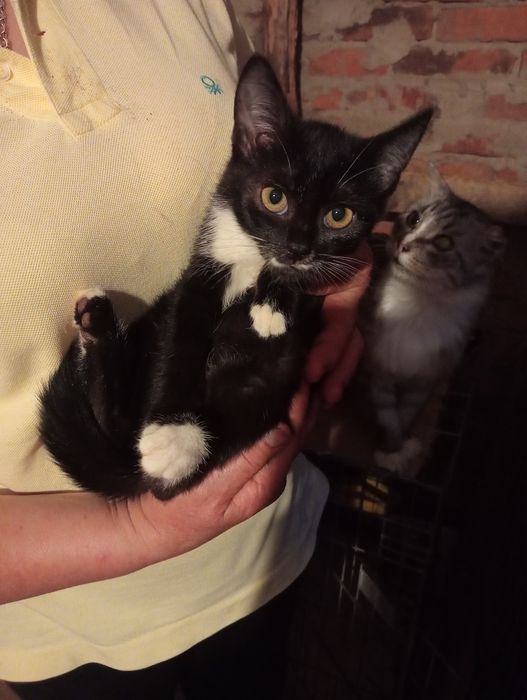 Дівчинка 2 міс потрібна сім'я