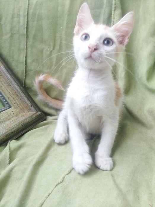 Котята бесплатно в заботливые руки